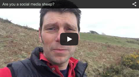 sheep